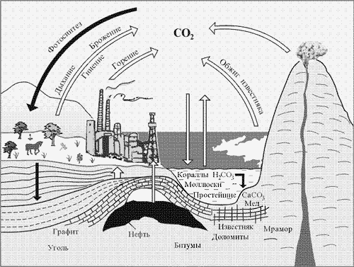 Рис. 16. Круговорот углерода в природе