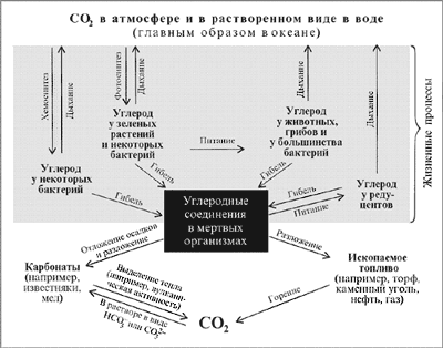 Рис. 17. Участники круговорота углерода в природе