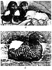 Толерантные цыплята: а - через неделю; б - через три месяца после рождения