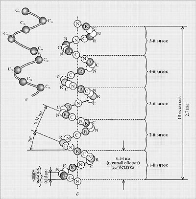 Рис. Структура альфа-спирали:
