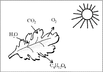 Рис.3. Схема "Фотосинтез"