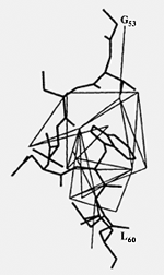 Рис. 2. Один из первых полипептидов, исследованных методом ЯМР (G53 –глицин, в центре – двойное кольцо боковой цепи триптофана, L60 – лейцин)