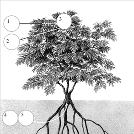 Рис.2. Жизнь дерева