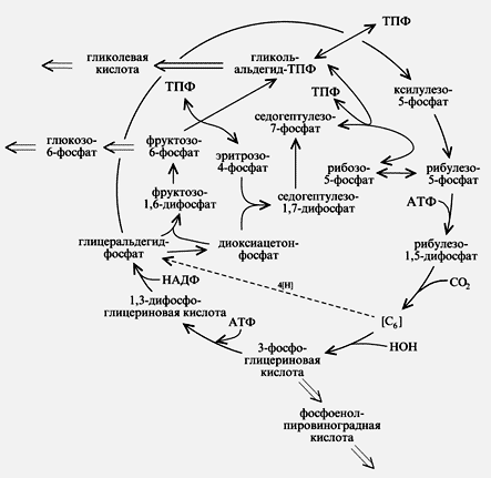 Рис. 4. Пентозофосфатный восстановительный цикл углерода – цикл Кэлвина:ТПФ – тиаминпирофосфат; АТФ – аденозинтрифосфат; НАДФ – никотинамидадениндинуклеотидфосфат