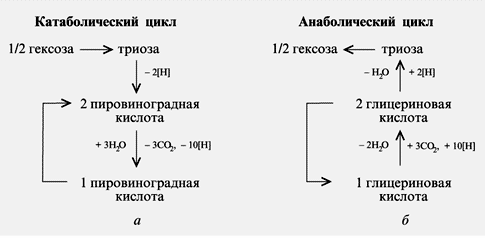 Рис. 2. Катаболический цикл дыхания (а) и анаболический цикл фотосинтеза (б), согласно представлениям Кэлвина и Бенсона (1948) 