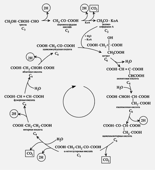 Рис. 1. Цикл Кребса 