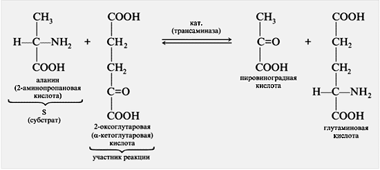 Рис. 3. Реакция переноса группы NH2 от аланина к 2-оксоглутаровой кислоте