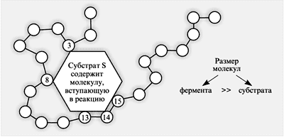 Рис. 1. Захват молекулы субстрата активным центром фермента 