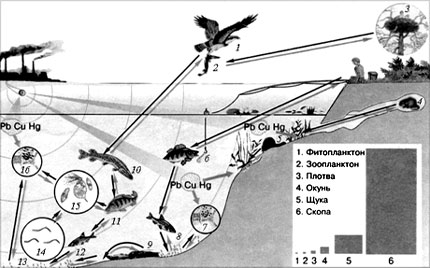 Рис. 2. Накопление тяжелых металлов по цепям питания в пресноводном биоценозе: 1 – скопа; 2, 10 – щука; 3 – гнездо скопы; 4, 5 – ондатра; 6, 11 – окунь; 7, 13, 16 – бактерии и фитопланктон; 8, 12 – плотва; 9 – речной рак; 14 – мотыль; 15 – зоопланктон