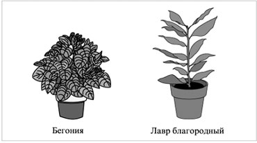 Комнатные растения