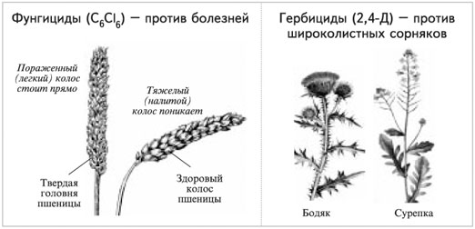 Пестициды – средства борьбы с болезнями и сорняками культурных растений