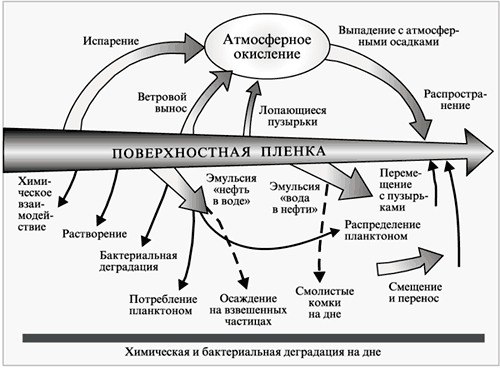 Рис. 1. Схема процессов распределения и разрушения нефти, разлитой в море