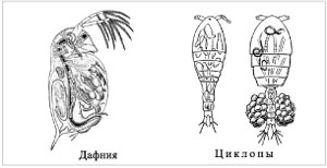 Рис. 1. Пресноводные ракообразные