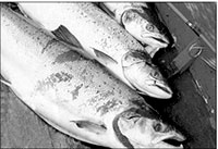 Нитрозамины встречаются в копченой рыбе и в пиве