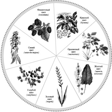 Растения, окраска которых дает семь цветов спектра 