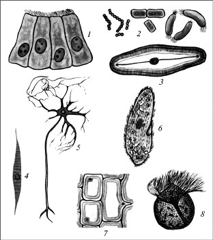Клетки различной формы, выполняющие разные функции: 1 – клетки кишечника; 2 – бактерии; 3 – диатомовая водоросль; 4 – мышечная клетка; 5 – нервная клетка; 