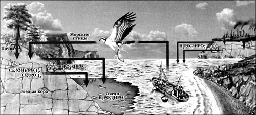 Круговорот фосфора в природе