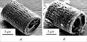 Созданная из анатаза TiO2 структура (а), повторяющая скелет водоросли (б)