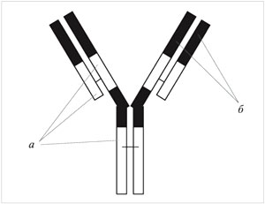Рис. 7. Модель молекул антител: а – постоянные участки; б – переменные участки