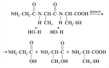 Рис. 8. Схема гидролиза трипептида
