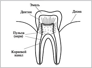 Схема зуба в разрезе