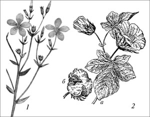 Растения, из которых получают растительные волокна: 1 – лен; 2 – хлопчатник: а – цветущая ветвь; б – плод (коробочка)