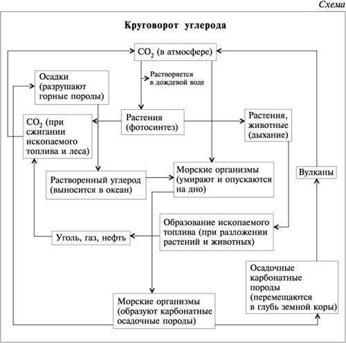 Круговорот углерода в водной и наземной экосистемах схема