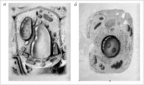 Рис. 48. Растительная (а) и животная (б) клетки