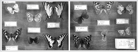 Рис. 92. Бабочки из коллекции А.М.Бутлерова