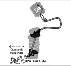 Рис. 5. Уничтожение помеченного белка в протеосоме