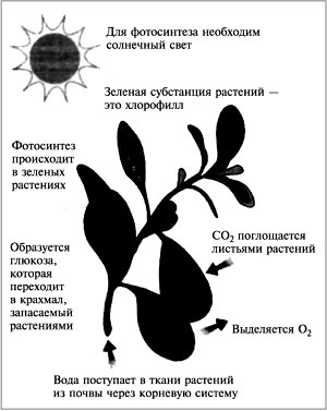 Рис. 121. Схема фотосинтеза