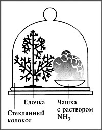 Рис. 1. Опыт с елочкой