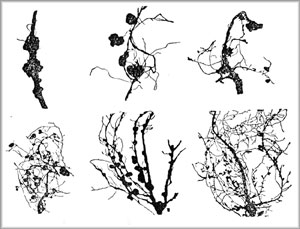 Рис. 3. Клубеньки на корнях бобовых растений