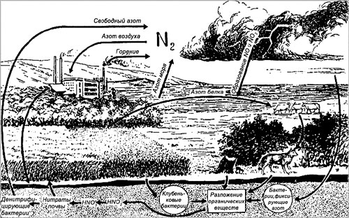 Рис. 4. Схема круговорота азота в природе