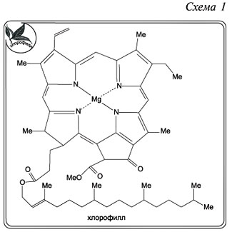 Синтез хлорофилла. Строение хлорофилла схема. Порфириновое ядро хлорофилла. Медный комплекс хлорофилла формула. Хлорофилл с1 схема.