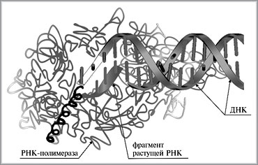 Рис. 1. Синтез матричной РНК на основе ДНК с участием фермента РНК-полимеразы. Нуклеотиды, несущие основную информацию, изображены в виде цилиндрообразных отростков, отмеченных окраской с различающейся интенсивностью. Передвигающий фрагмент РНК-полимеразы показан в виде спирального фрагмента черного цвета