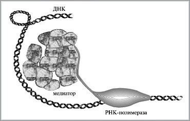 Рис. 2. Совместное действие РНК-полимеразы и медиатора (миндалевидный фрагмент, названный РНК-полимеразой, изображает тот комплекс, который подробно показан на рис. 1)