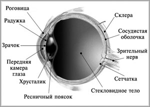 Строение глаза