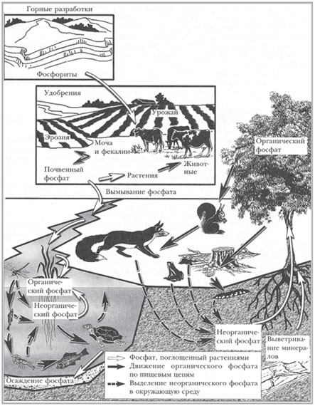 Круговорот фосфора в природе