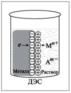 Рис. 1. Образование двойного электрического слоя на границе металл-раствор соли MmAn в результате перехода ионов металла в раствор