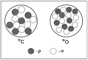 Условное изображение ядер атомов  нуклидов 12С и 16О