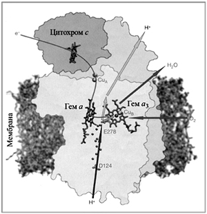 Рис. Структура и функция цитохромоксидазы.