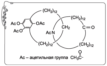 Рис. 10. Родоначальник катенанов