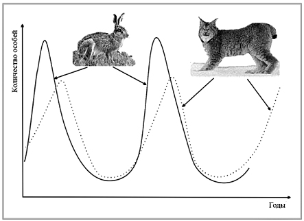 Периодические колебания поголовья хищников и травоядных