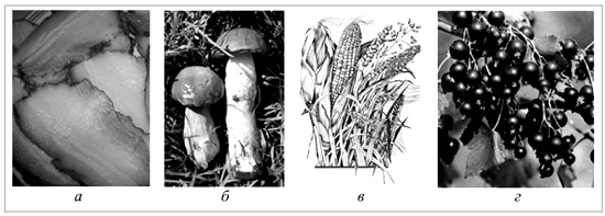 Пищевые продукты, богатые жирами (а), белками (б), углеводами (в), витаминами (г)