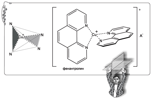 Рис. 4. Координационные связи, идущие от катиона меди (пунктирные линии), направлены к вершинам мысленного тетраэдра и образуют две взаимоперпендикулярные плоскости. Именно в этих плоскостях располагаются молекулы фенантролина (лиганды) 
