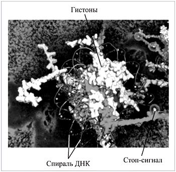 Молекулы гистонов (светлый растр) с «намотанной» на них двухцепочечной спиралью ДНK; гистоны имеют торчащие в стороны хвосты (светлый растр), которые после метилирования (темный растр) «включают» стоп-сигналы