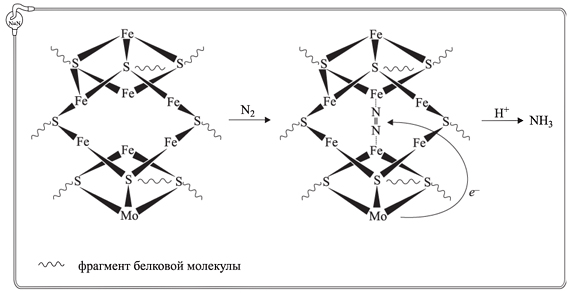 Рис. 2. Схема фиксации молекулы азота каталитическими центрами нитрогеназы