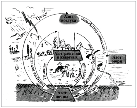 Рис. Схема круговорота азота в природе, нарисованная Тюбиком. В чем ошибка художника? 