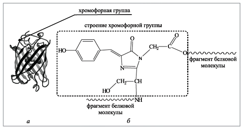 Рис. 1. Структура GFP: а – молекула GFP, полипептидные цепи условно показаны в виде лент и жгутов; хромофорная группа, обеспечивающая флуоресценцию, показана в виде шаровой структуры; б – строение хромофорной группы